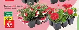 Thomas Philipps Fuchsien Angebot