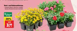 Thomas Philipps Beet- und balkonpflanzen Angebot