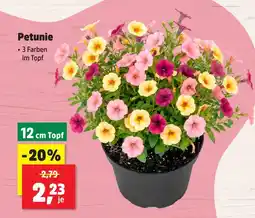 Thomas Philipps Petunie Angebot