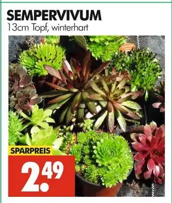 Wreesmann Sempervivum Angebot