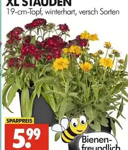 Wreesmann Xl stauden Angebot
