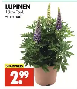 Wreesmann Lupinen Angebot