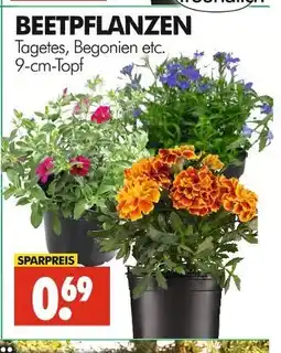 Wreesmann Beetpflanzen Angebot