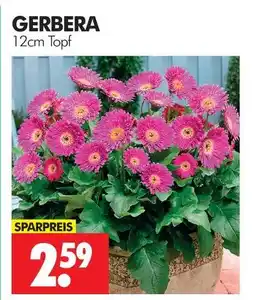 Wreesmann Gerbera Angebot