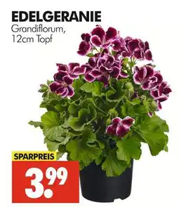 Wreesmann Edelgeranie Angebot