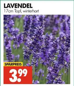 Wreesmann Lavendel Angebot