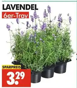 Wreesmann Lavendel Angebot