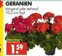 Wreesmann Geranien Angebot