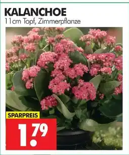 Wreesmann Kalanchoe Angebot