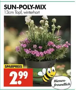 Wreesmann Sun-poly-mix Angebot