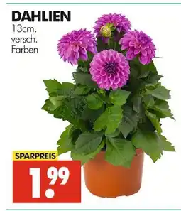 Wreesmann Dahlien Angebot