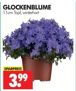 Wreesmann Glockenblume Angebot