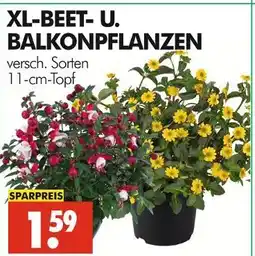 Wreesmann Xl-beet- und balkonpflanzen Angebot