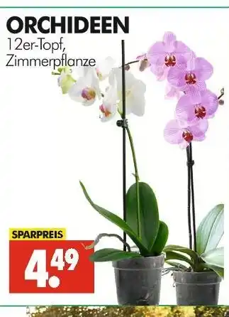 Wreesmann Orchideen Angebot