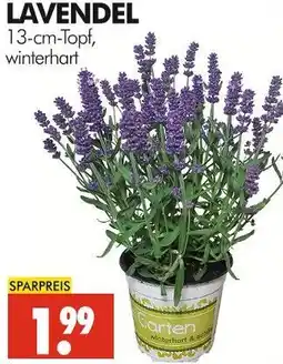 Wreesmann Lavendel Angebot