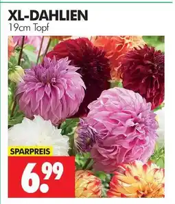 Wreesmann Xl-dahlien Angebot