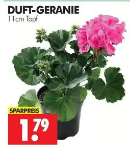 Wreesmann Duft-geranie Angebot