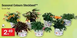 Zimmermann Seasonal colours steckbeet Angebot