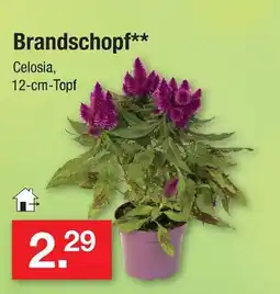 Zimmermann Brandschopf Angebot