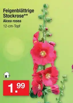 Zimmermann Feigenblättrige stockrose Angebot
