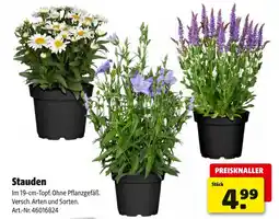 Hagebau Stauden Angebot