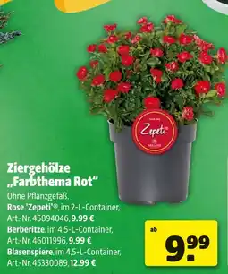 Hagebau Zepeti rose 'zepeti' Angebot