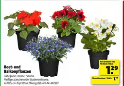 Hagebau Beet- und balkonpflanzen Angebot