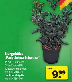 Hagebau Ziergehölze „farbthema schwarz“ Angebot