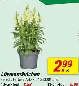 toom Baumarkt Löwenmäulchen 13-cm-topf Angebot