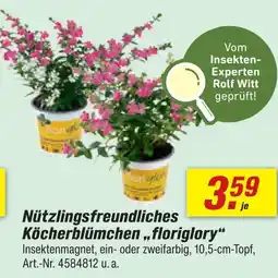 toom Baumarkt Nützlingsfreundliches köcherblümchen floriglory Angebot