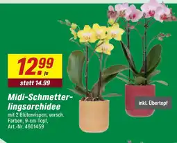 toom Baumarkt Midi-schmetterlingsorchidee Angebot