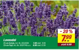 toom Baumarkt Lavendel 21-cm-schale Angebot