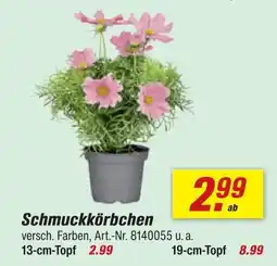 toom Baumarkt Schmuckkörbchen 13-cm-topf Angebot
