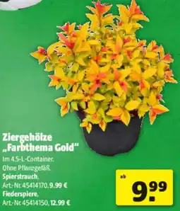 Hagebau Ziergehölze ,,Farbthema Gold" Angebot