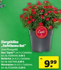 Hagebau Ziergehölze ,,Farbthema Rot" Angebot