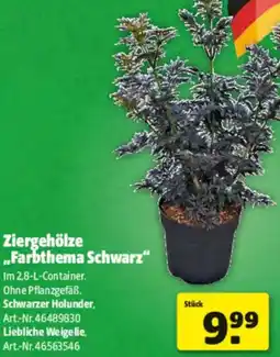 Hagebau Ziergehölze ,,Farbthema Schwarz" Angebot