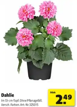 Hagebau Dahlie Angebot