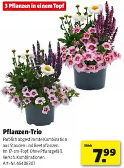 Hagebau Pflanzen-Trio Angebot