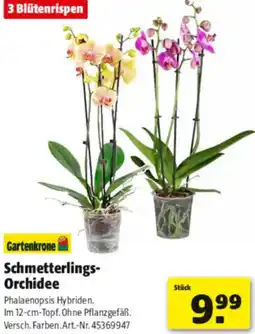 Hagebau Gartenkrone Schmetterlings Orchidee Angebot