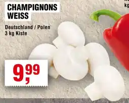 Handelshof CHAMPIGNONS WEISS Angebot