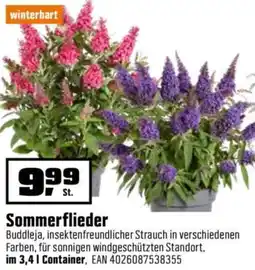OBI Sommerflieder Angebot