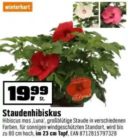 OBI Staudenhibiskus Angebot