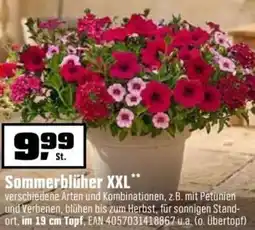 OBI Sommerblüher XXL Angebot