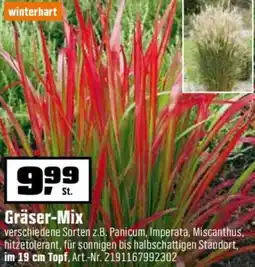 OBI Gräser-Mix Angebot
