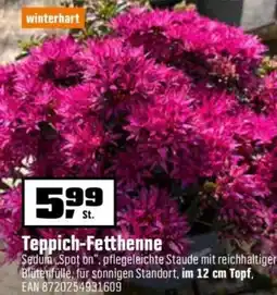 OBI Teppich-Fetthenne Angebot