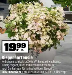 OBI Rispenhortensie Angebot