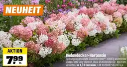 OBI Bodendecker-Hortensie Angebot
