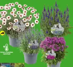 Globus Baumarkt Sommerstauden Sunny Rock Collection Angebot