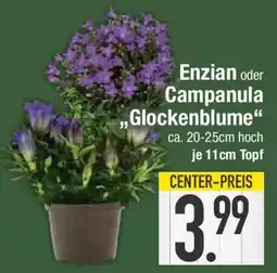 E-Center Enzian oder Campanula Glockenblume Angebot