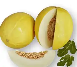 Scheck-in-Center Honigmelone Angebot